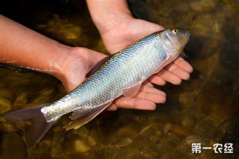 淡水魚有哪些